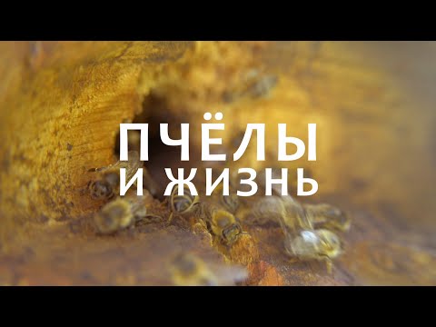 Видео: Пчёлы и жизнь.