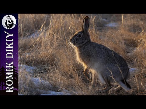 Видео: Охота на зайца. Первая в новом году. 6 января 2024г
