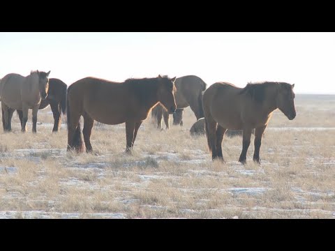 Видео: Ақтөбеде Мұғалжар жылқысын өсірушілер көбейді