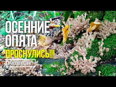 Видео: ОСЕННИЕ ОПЯТА ПРОСНУЛИСЬ ! ! ! Сбор грибов: опят, лисичек, груздей, рамарии, ежовика жёлтого.