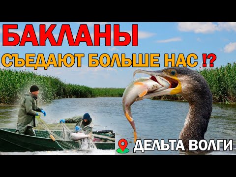 Видео: Дельта Волги. Рыбы нет - Бакланы съели?