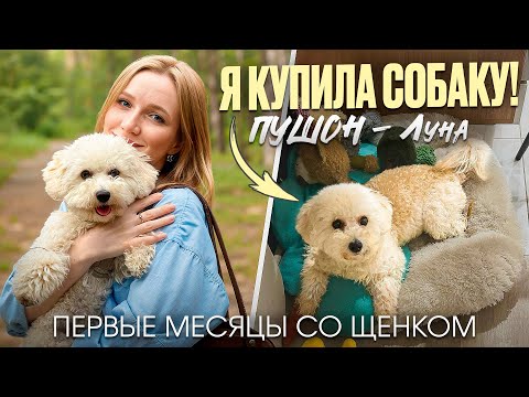 Видео: Завела собаку! Лучше той - пуделя | Честный опыт первых месяцев