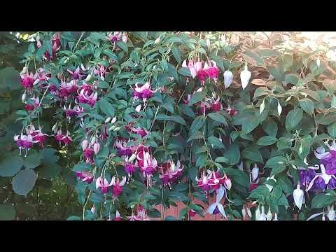 Видео: Фуксии обзор ампельных сортов 2 часть.