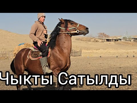 Видео: Сатылды 