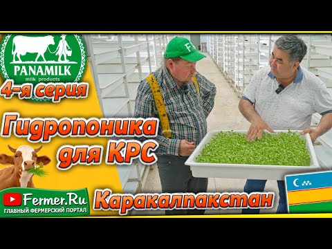 Видео: Гидропоника. 300м2 = 100га! Удой молока - плюс 20% Что важнее зелёная масса или корни? PANAEV FARMS.