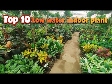 Видео: Какие 10 комнатных растений требуют мало воды? | Не поливайте эти растения в течение месяца!