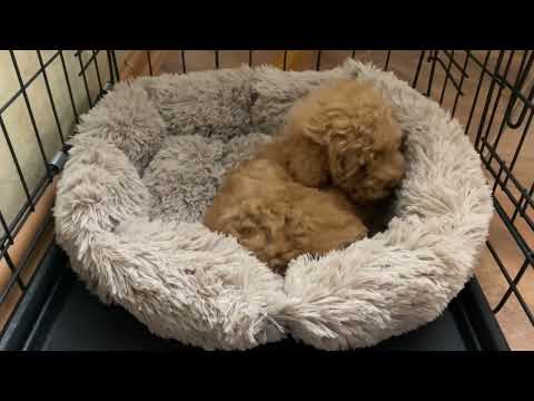 Видео: Важное решение.