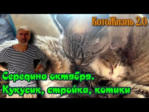 Видео: Середина октября. Кукусик, стройка, котики