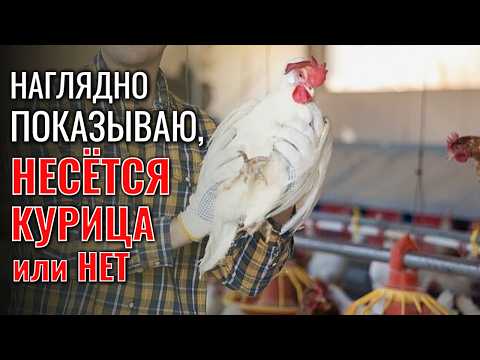 Видео: Наглядно ПОКАЗЫВАЮ, как определить, НЕСЁТСЯ КУРИЦА НЕСУШКА ИЛИ НЕТ