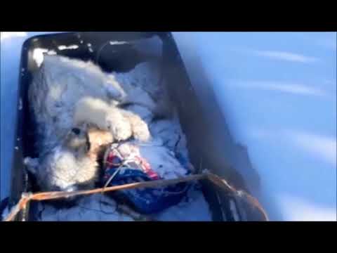 Видео: 20 - й волк. Регулирование численности волка в Якутии. Видео волчатника Юрия.