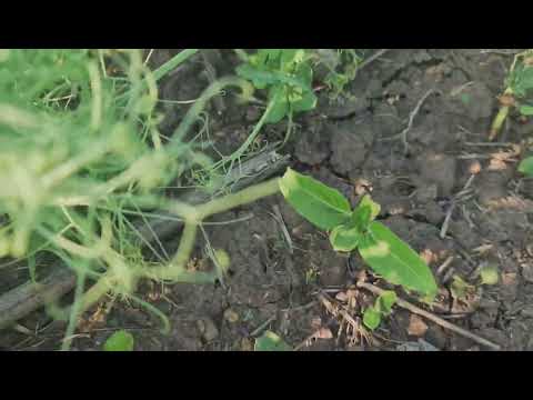 Видео: Как выглядит горох сегодня. No-till 20.05.2023