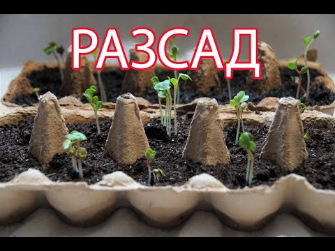 Видео: Рассада – 5 способов подготовки