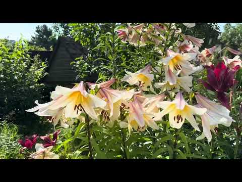 Видео: Утро в саду. Когда слова не нужны.