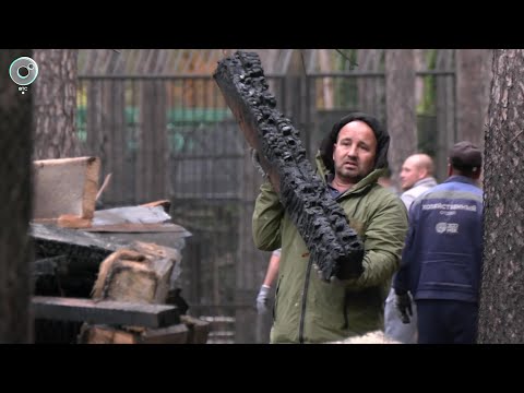 Видео: Пожар в Новосибирском зоопарке: последствия и помощь