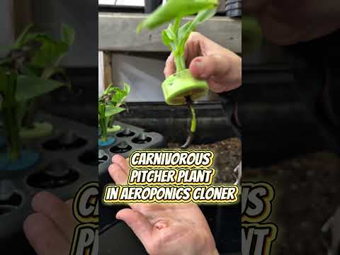 Видео: Плотоядное растение-кувшинчик в аэропонике Клонирование!