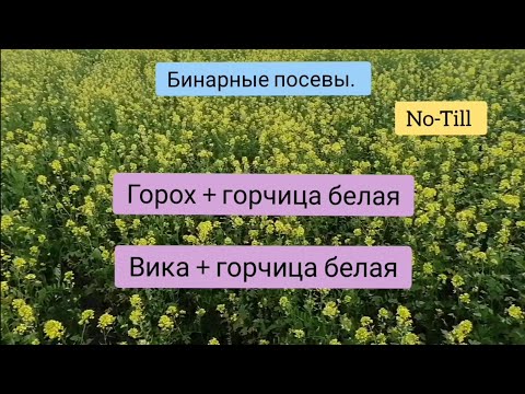 Видео: Бинарные посевы. Горох + горчица белая. Вика + горчица белая.