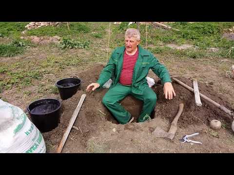 Видео: Как посадить кизил и туи.На какую глубину?