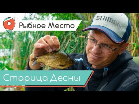 Видео: Рыбное место. Ловля золотого карася на поплавок. Старица Десны.