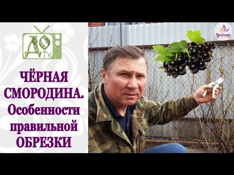 Видео: ПРАВИЛЬНАЯ обрезка ЧЁРНОЙ СМОРОДИНЫ - залог БОЛЬШОГО УРОЖАЯ!