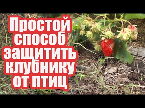 Видео: Как защитить клубнику от птиц