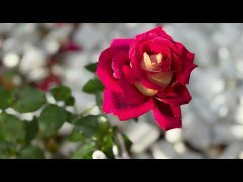 Видео: Звукът на розата на Стилияна Николова / Музикален инструмент: Арфа