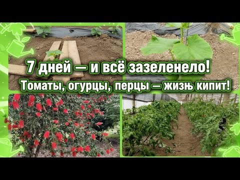 Видео: 7 дней — и всё зазеленело! Томаты, огурцы, перцы — жизнь кипит!