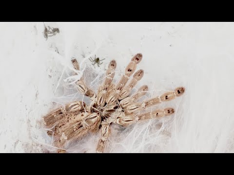 Видео: Часть 2. Естественный выход. Голосование подписчиков. Heteroscodra maculata.