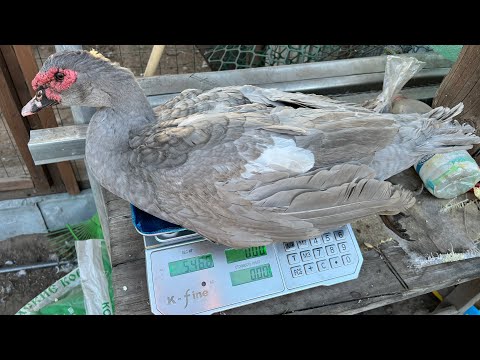 Видео: О мускусных утках отвечаю на ваши вопросы