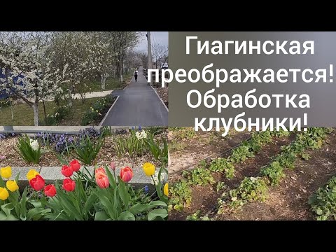 Видео: Станица Гиагинская преображается/Обработка клубники весной/Наш сад/Из Омска в Адыгею/