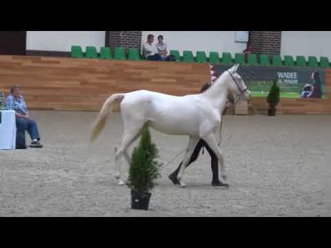 Видео: Продажа ахалтекинских лошадей. Тел/Whats app: +7-916-403-90-33 Sale of Akhal-Teke horses.
