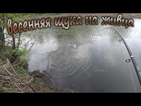 Видео: Ловля щуки на поплавочную удочку, на живца! Весенняя рыбалка на реке - "Сосна"!