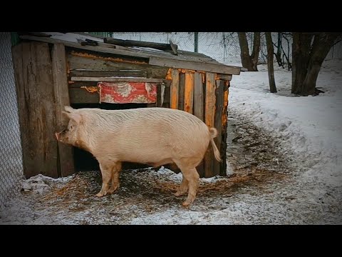 Видео: УМНАЯ СВИНЬЯ/ СВИНЬЯ ЗАВОЗИТ СЕНО НА САНЯХ/ ДОМИК У ДОРОГИ/