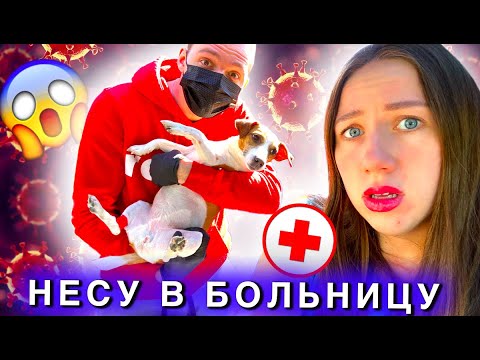 Видео: СОБАКА К ВРАЧУ В КАРАНТИН 😷 Боюсь Заразиться | Elli Di Pets