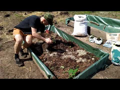 Видео: высадка клюквы