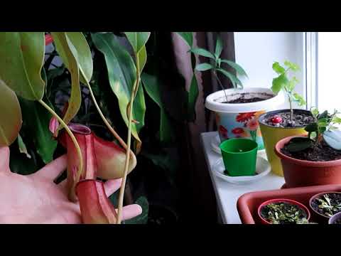 Видео: Укоренение непентеса ( как выгледят черенки спустя 2 месяца)