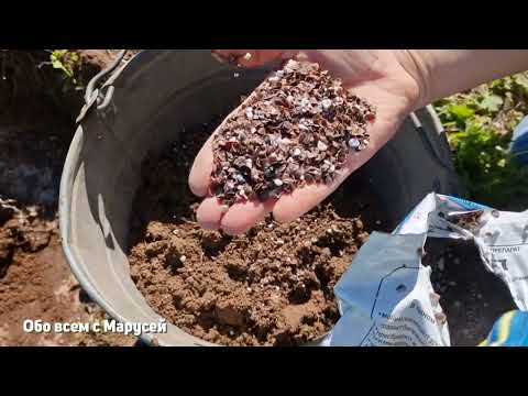 Видео: ЧТО ДОБАВИТЬ В ЛУНКУ СОВЕТЫ ПО ВЫСАДКЕ САЖЕНЦЕВ 100% ВЫЖИВАЕМОСТЬ /микориза @obovsemsmarusya