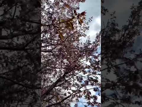 Видео: Сакура цветет в "Аптекарском огороде"  🌸 #москва #мск #цветы #сакура #красиваямосква #веснавмоскве