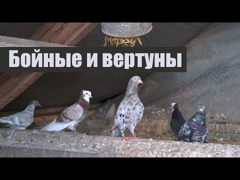 Видео: Бойные и вертуны. В гостях у В.А. Тронь