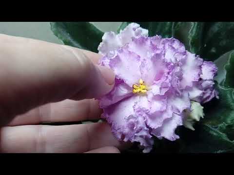 Видео: Фиалка АВ-Полный Восторг, АВ-Свежий Воздух , Фея (Т. Дадоян).