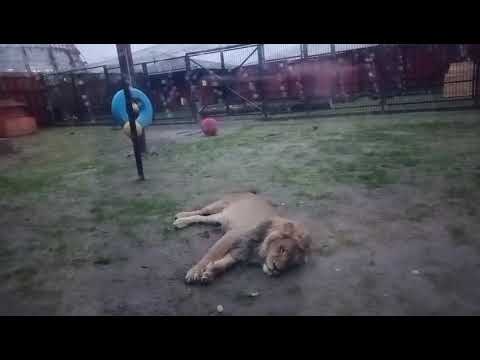 Видео: BHRL4073 Шархан 30 10 2025 Видео от Ивана