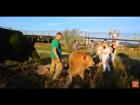 Видео: РОСКОШНОЕ ВИДЕО! Лев-вожак пришел к туристам ! The lion-leader came to the tourists !