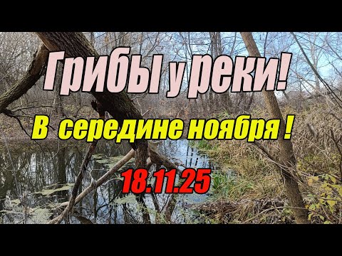 Видео: Грибы у реки! В середине ноября! 18.11.25