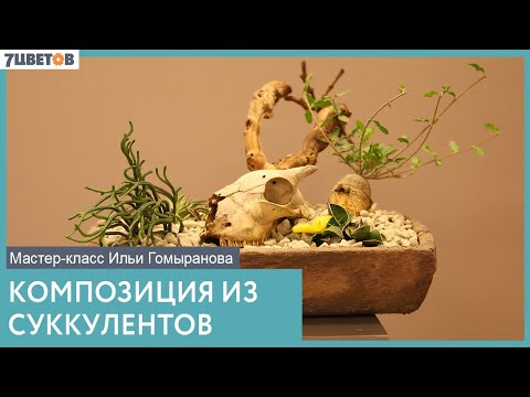 Видео: Композиция из суккулентов | Мастер-класс Ильи Гомыранова