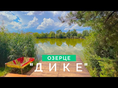 Видео: Кабани на "дикому" озерці. Який бойл  обрати? SQUID vs KRILL vs BELACHAN