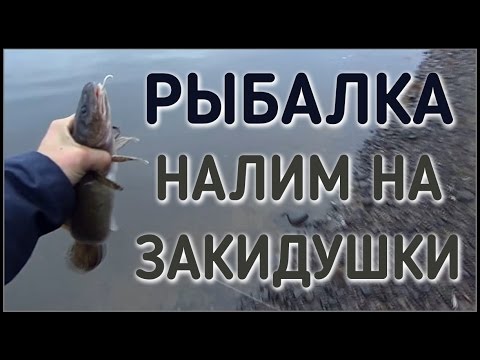 Видео: ЛОВЛЯ НАЛИМА / РЫБАЛКА НА ЗАКИДУШКИ