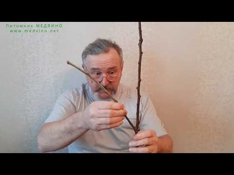 Видео: Как привить, чтобы получить урожай в год прививки