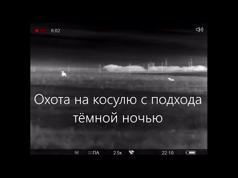 Видео: Охота на косулю с подхода тёмной ночью