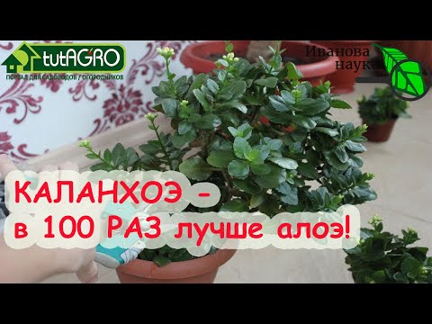 Видео: КРЕПКИЕ ВСХОДЫ СЕМЯН БЕЗ ЧЕРНОЙ НОЖКИ И МУШЕК! КАЛАНХОЭ - чудесный помощник в огороде!