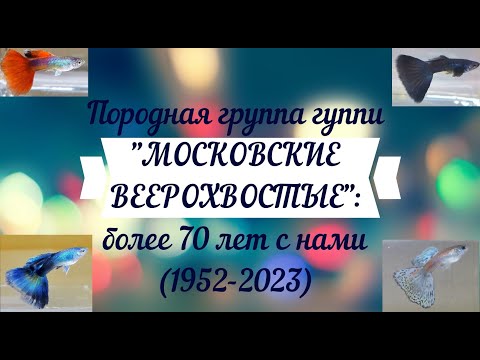 Видео: Породная группа гуппи "Московские веерохвостые": более 70 лет с нами (1952-2023)
