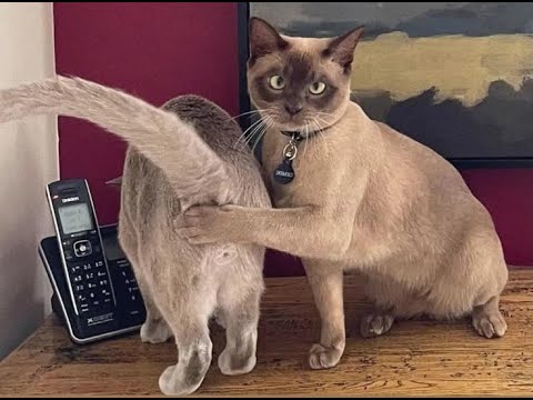 Видео: 🐱 Смех и грех! 🐕 Смешное видео  с собаками, кошками и котятами!